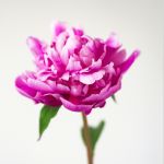 Eine einzelne rosafarbene Pfingstrose mit grünen Blättern, die vor einem schlichten weißen Hintergrund blüht.