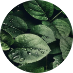 Eine Nahaufnahme von üppigen grünen Blättern mit Wassertropfen. Der Buchstabe „G“ ist in der Mitte deutlich in Weiß zu sehen.