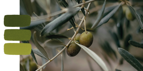 Primo piano di un'oliva verde che cresce su un ramo con foglie lunghe e sottili. Sul lato sinistro, tre campioni di colore verde mostrano diverse tonalità di oliva, che riflettono le sfumature naturali dell'immagine.
