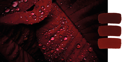 Primo piano di una foglia rosso intenso coperta di gocce d'acqua. Sul lato destro sono raffigurati verticalmente tre campioni di colore in diverse tonalità di rosso scuro, su sfondo bianco.
