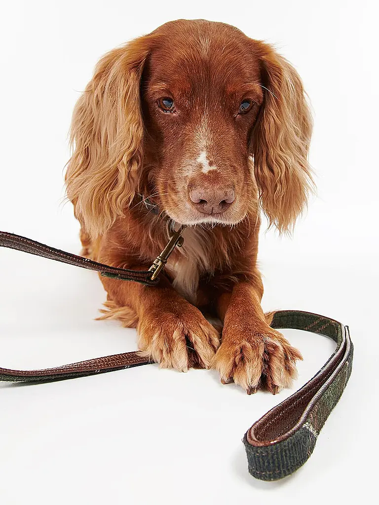BARBOUR | Guinzaglio per cani | Verde scuro