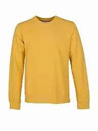 COLORFUL STANDARD | Sweater | Giallo