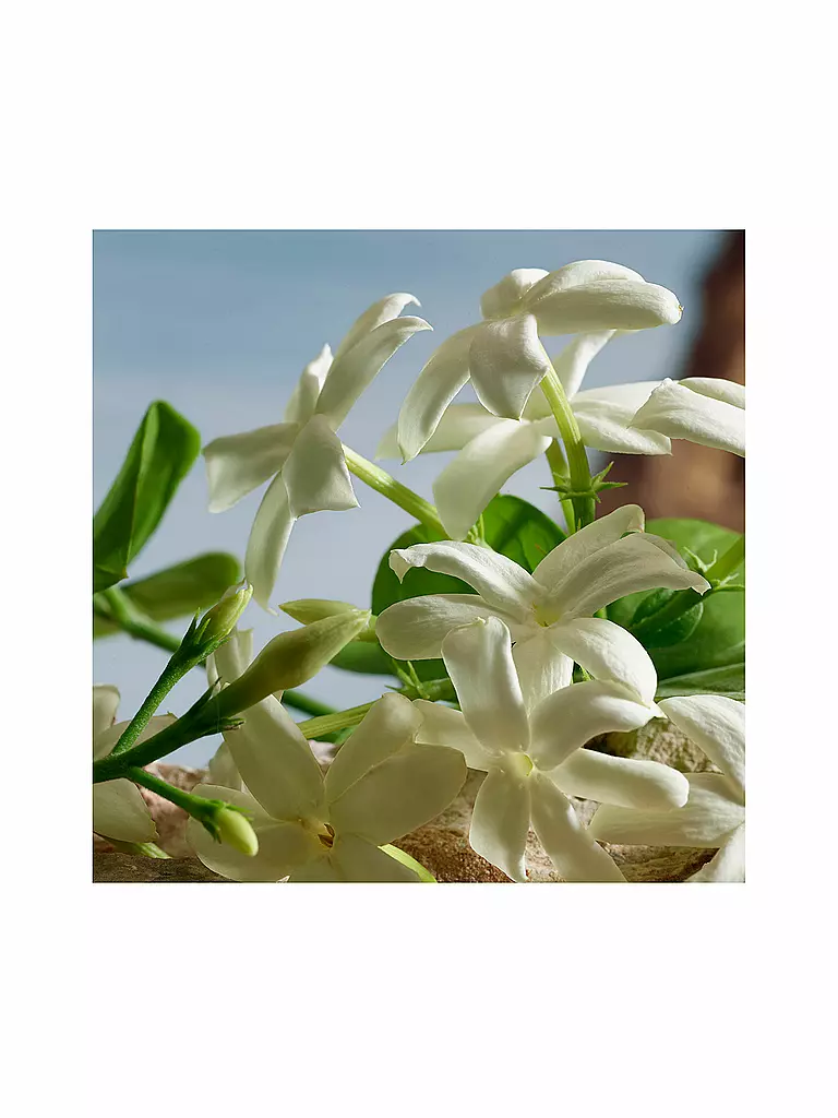 DOLCE&GABBANA | Q by Dolce&Gabbana Parfum 50ml | Senza colore