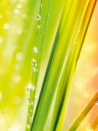 DR. HAUSCHKA | Detergente doccia "Limone/Lemongrass" 150ml