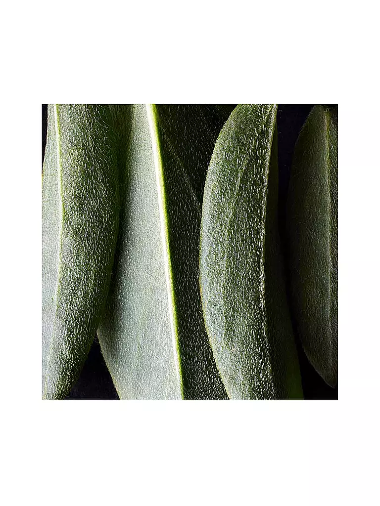 DR. HAUSCHKA | Fondotinta (01 Macadamia) |
