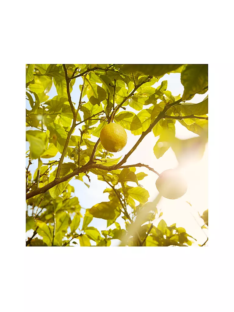 MAISON MARGIELA | Replica Under the Lemon Trees Eau de Toilette 100ml | Senza colore