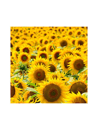 RAUSCH | HAIRSPRAY REFILL Flessibile Non-Aerosol 400ml