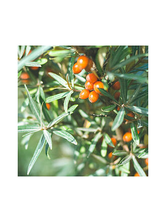 RAUSCH | HAIRSPRAY REFILL Forte Non-Aerosol 400ml