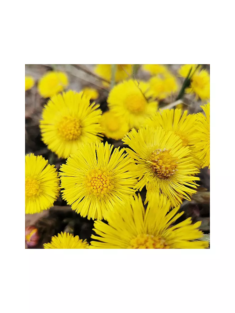 RAUSCH | Balsamo antiforfora con farfara 150ml | Senza colore