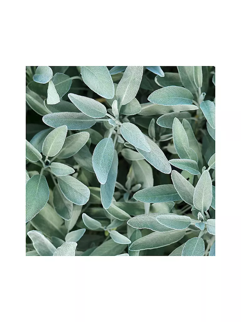 RAUSCH | Cura per capelli lucenti all'argento con salvia 100ml |