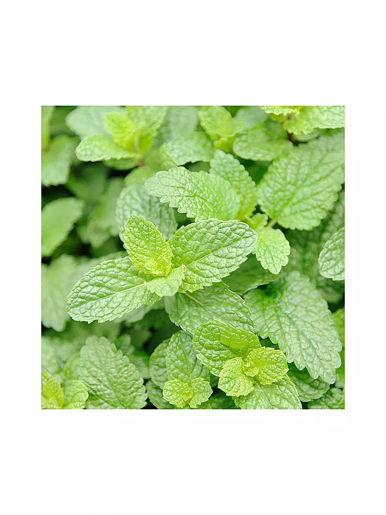 RAUSCH | Gel doccia fresco alla menta 200ml | Senza colore