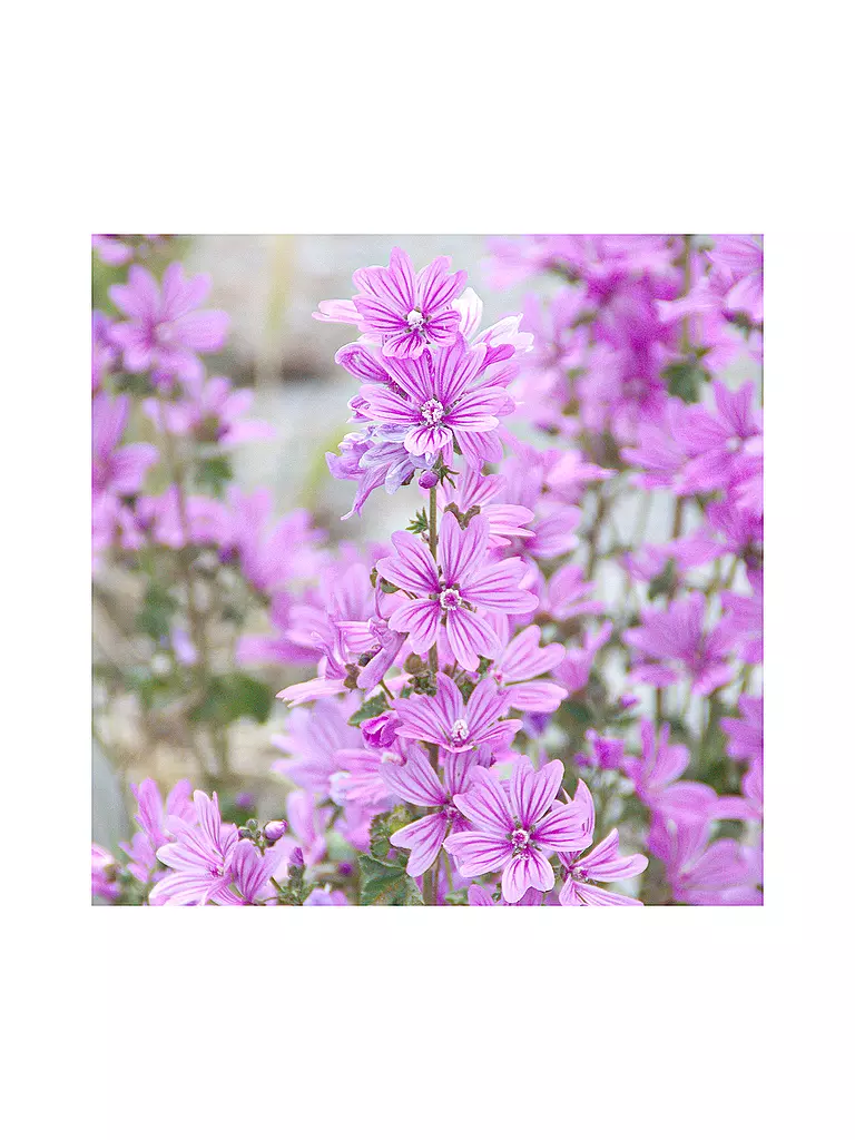 RAUSCH | Gel doccia idratante con malva 200ml | Senza colore