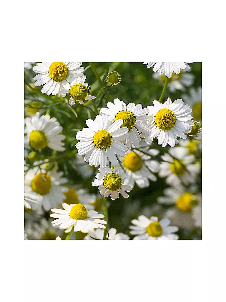 RAUSCH | Tonico per cuoio capelluto alle erbe svizzere 200ml | 